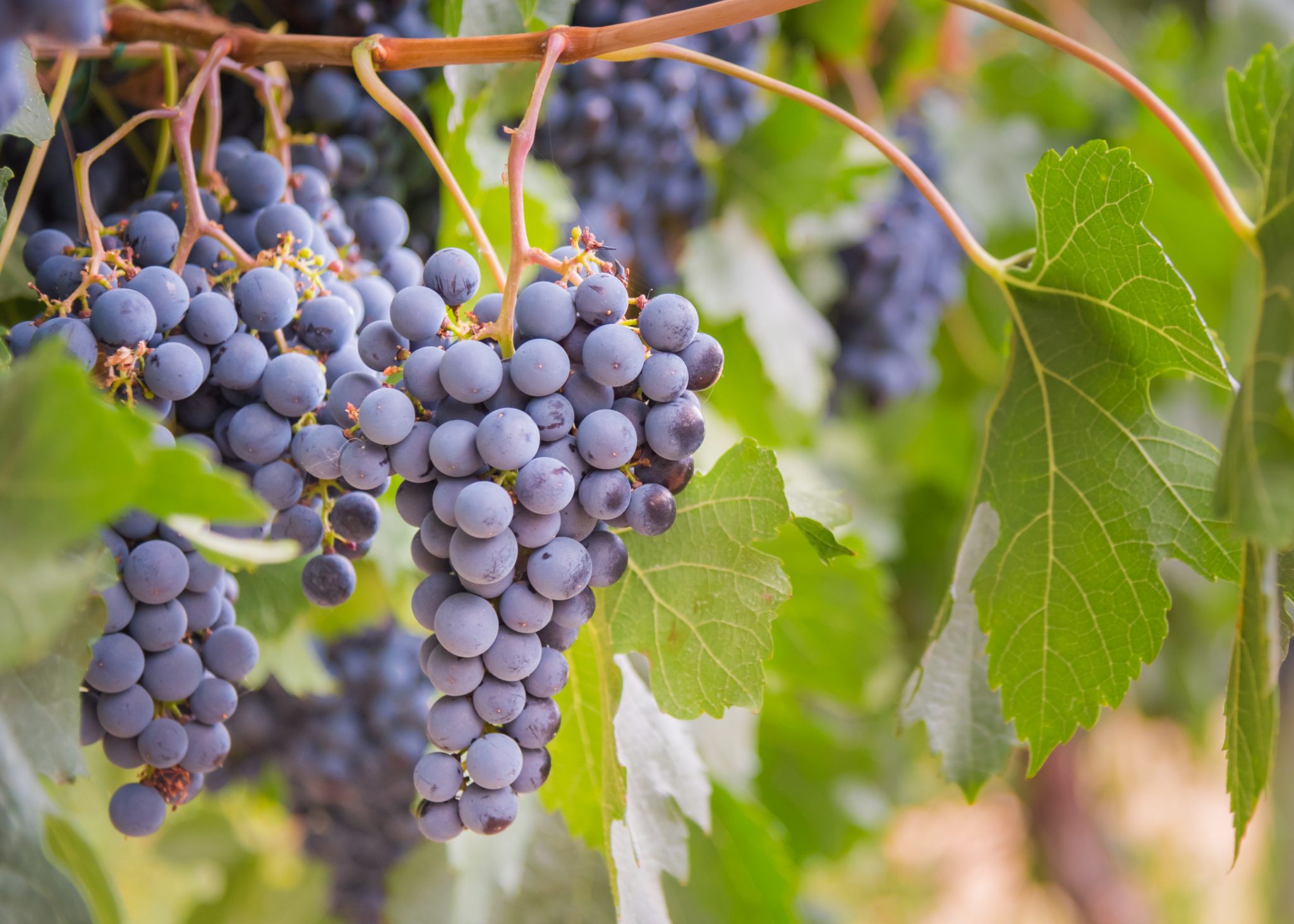 Wine Grapes | Sirocco Consulting - Consumer Research