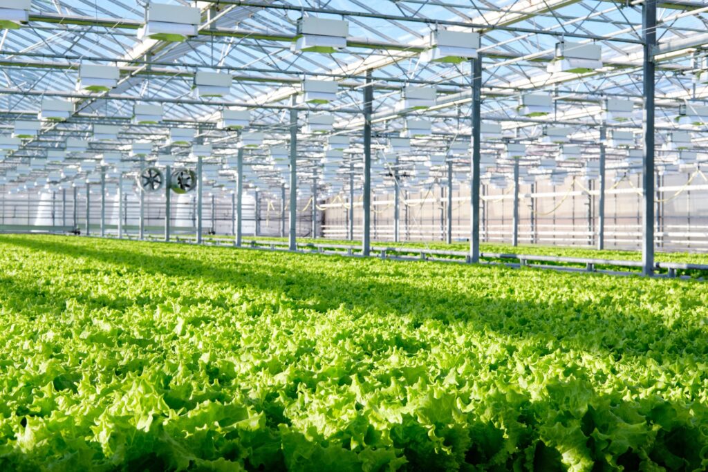 Lettuce growing safely with food traceability