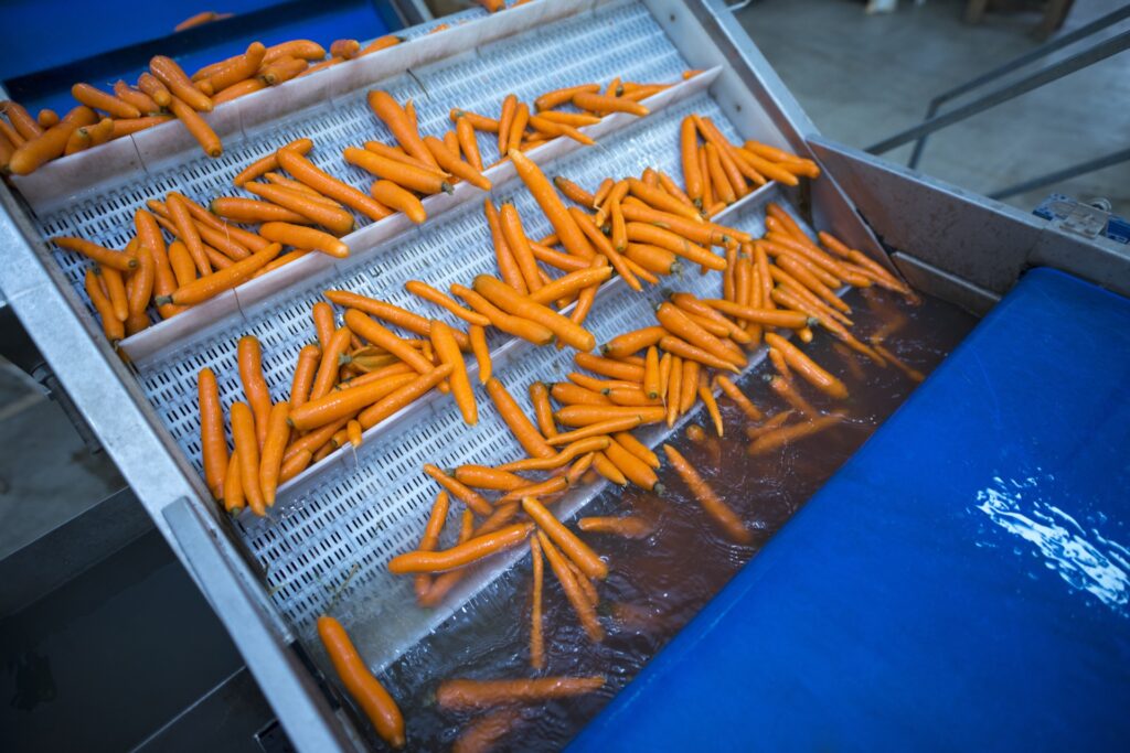 Carrots on conveyor belt in factory