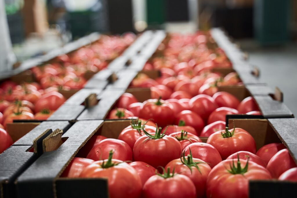 Fresh tomatoes in factory after sensory testing