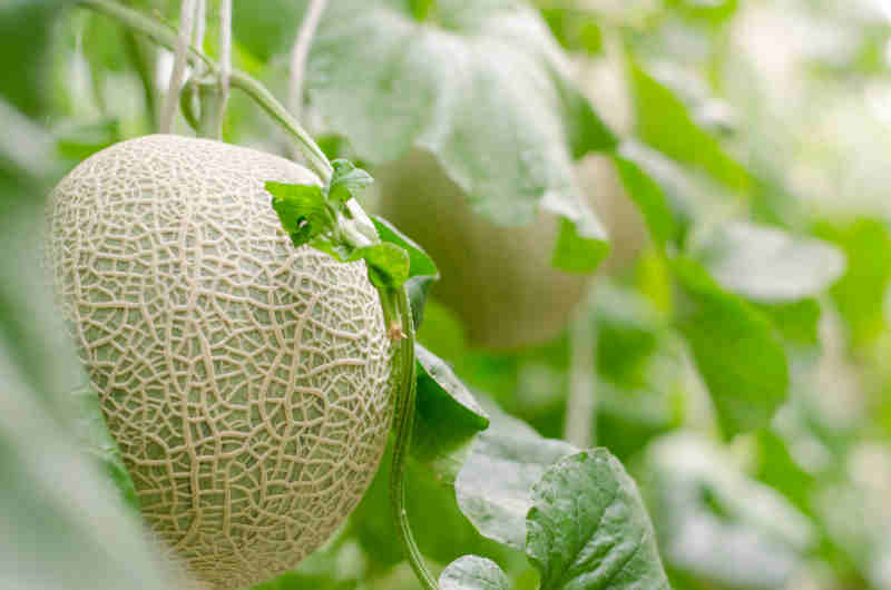 Read more on Recent Salmonella Outbreak, Ensuring Cantaloupe Safety