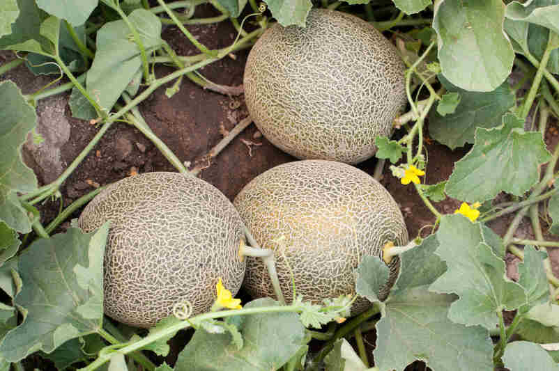 Cantaloupe melons at risk of salmonella contamination 